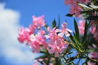 AbcFlora