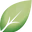 Shiny Leaf
